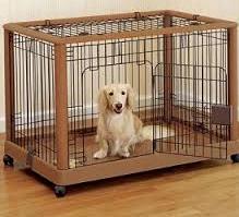White dog inside the crate