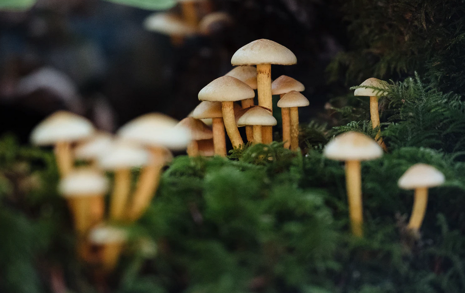 mushrooms